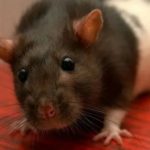 Дератизация - уничтожение мышей и крыс ЮАО